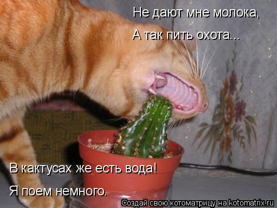 Котоматрица: Не дают мне молока,  Я поем немного. В кактусах же есть вода! А так пить охота...