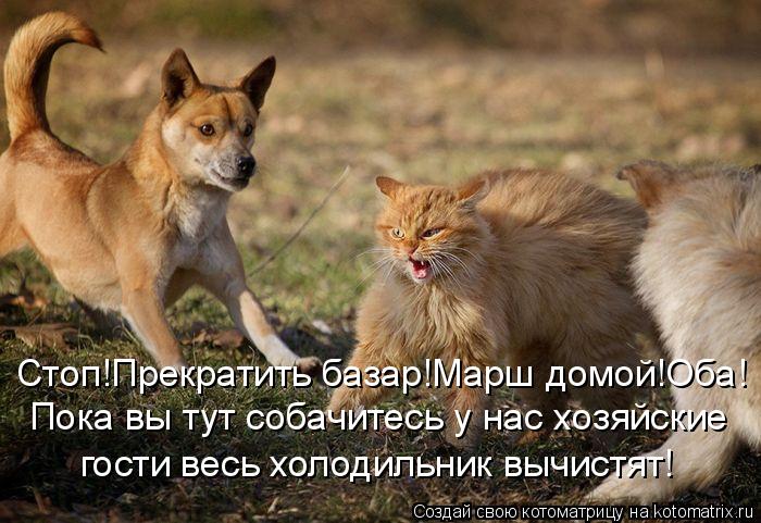 Котоматрица: Стоп!Прекратить базар!Марш домой!Оба! Пока вы тут собачитесь у нас хозяйские  гости весь холодильник вычистят!