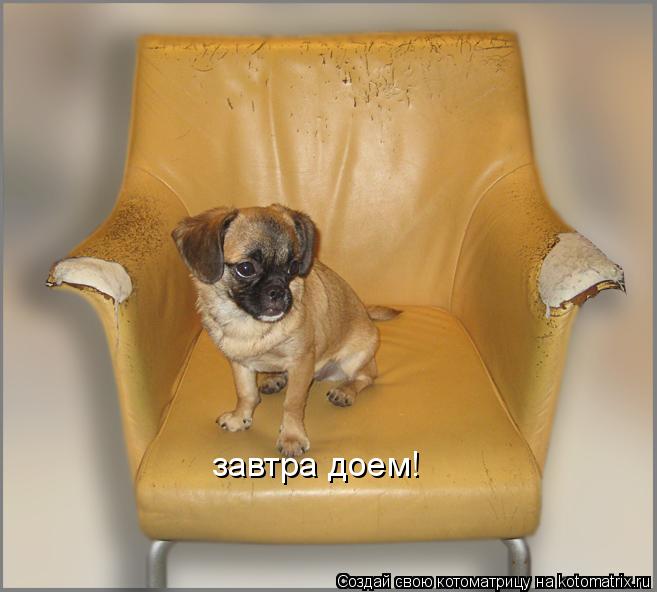 Котоматрица: завтра доем!