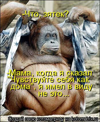 Котоматрица: -Что, зятек? -Мама, когда я сказал "Чувствуйте себя как  дома", я имел в виду  не это...