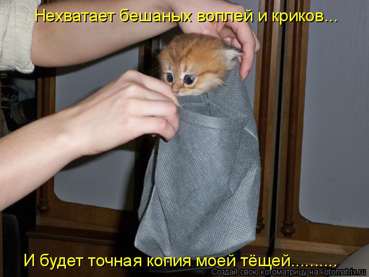 Котоматрица: Нехватает бешаных воплей и криков... И будет точная копия моей тёщей..........