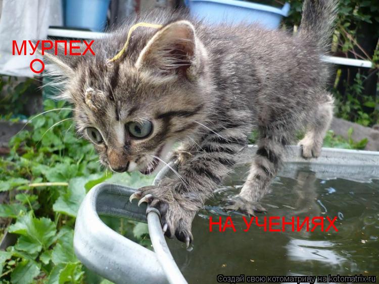 Котоматрица: НА УЧЕНИЯХ О МУРПЕХ