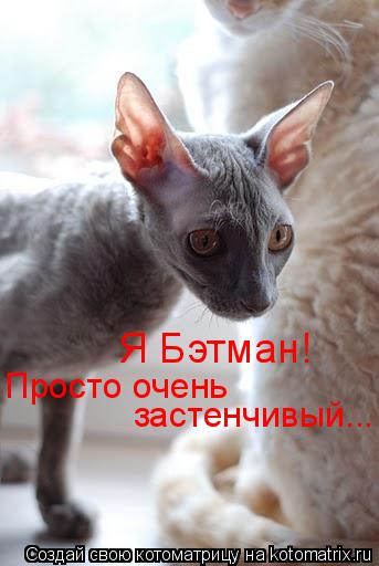 Котоматрица: Я Бэтман! Просто очень  застенчивый...