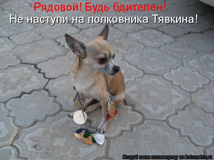 Котоматрица: Рядовой! Будь бдителен! Не наступи на полковника Тявкина!