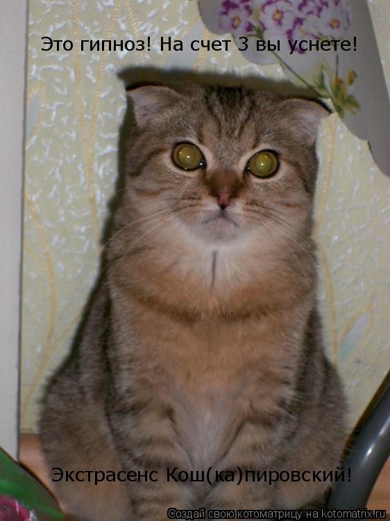 Котоматрица: Экстрасенс Кош(ка)пировский! Это гипноз! На счет 3 вы уснете!