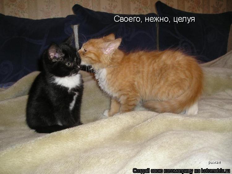 Котоматрица: Своего, нежно, целуя рыжая