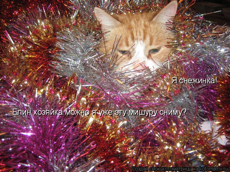 Я снежинка! Блин хозяйка можно я уже эту мишуру сниму?... Котоматрица: Я снежинка! Блин хозяйка можно я уже эту мишуру сниму?