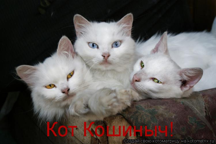 Котоматрица: Кот Кошиныч!
