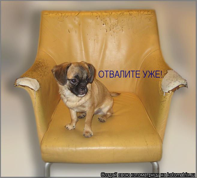 Котоматрица: ОТВАЛИТЕ УЖЕ!