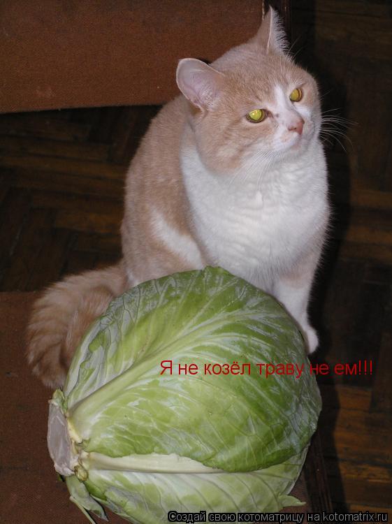 Я не козёл траву не ем!!!... Котоматрица: Я не козёл траву не ем!!!
