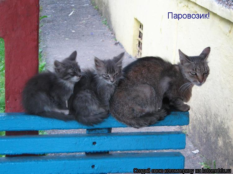Паровозик!... Котоматрица: Паровозик!