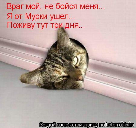 Котоматрица: Враг мой, не бойся меня... Я от Мурки ушел... Поживу тут три дня...