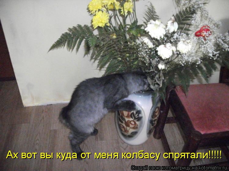 Котоматрица: Ах вот вы куда от меня колбасу спрятали!!!!!
