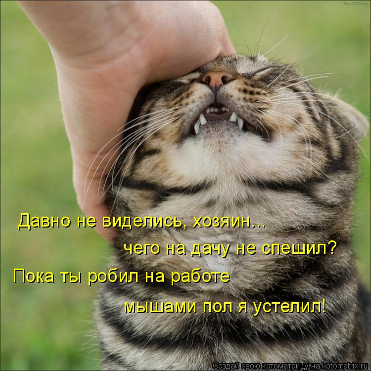 Котоматрица: Давно не виделись, хозяин... чего на дачу не спешил? Пока ты робил на работе мышами пол я устелил!