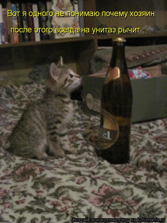 Котоматрица: Вот я одного не понимаю почему хозяин  после этого всегда на унитаз рычит