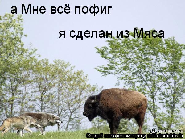 Котоматрица: а Мне всё пофиг я сделан из Мяса
