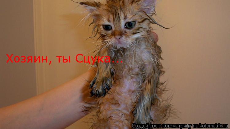 Котоматрица: Хозяин, ты Сцука...
