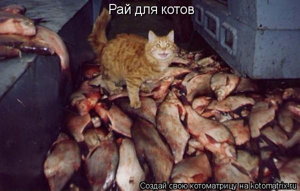 Котоматрица: Рай для котов