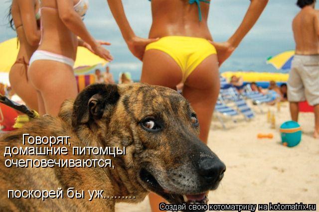 Котоматрица: Говорят,  домашние питомцы  очеловечиваются, поскорей бы уж.........