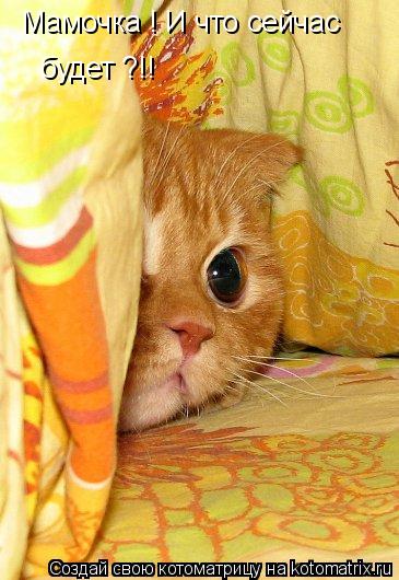 Котоматрица: Мамочка ! И что сейчас будет ?!!
