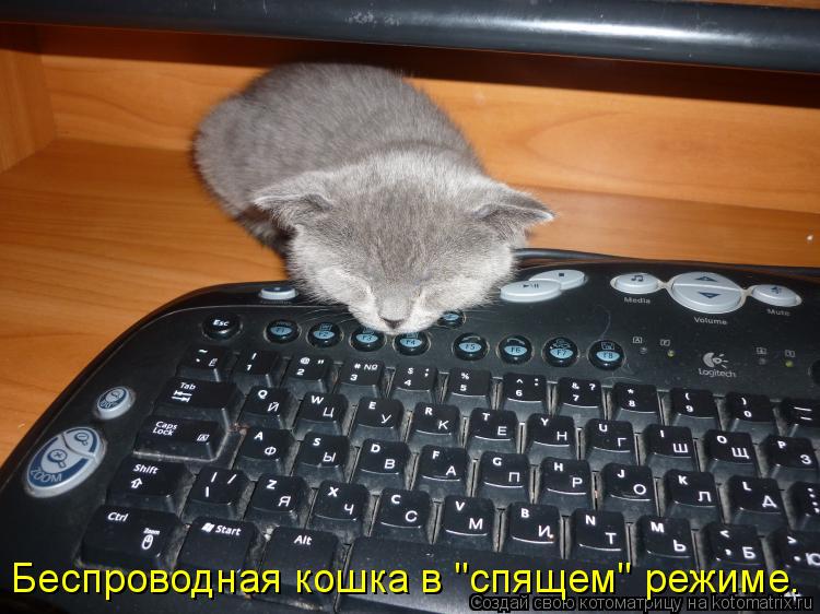 Котоматрица: Беспроводная кошка в "спящем" режиме.