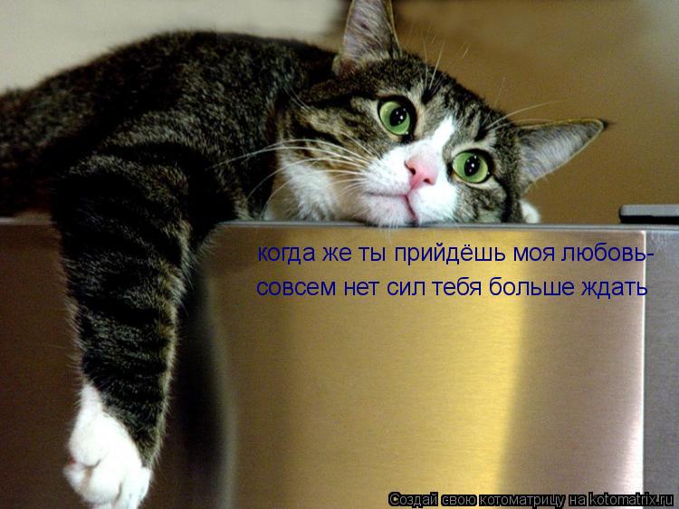 Котоматрица: когда же ты прийдёшь моя любовь- совсем нет сил тебя больше ждать