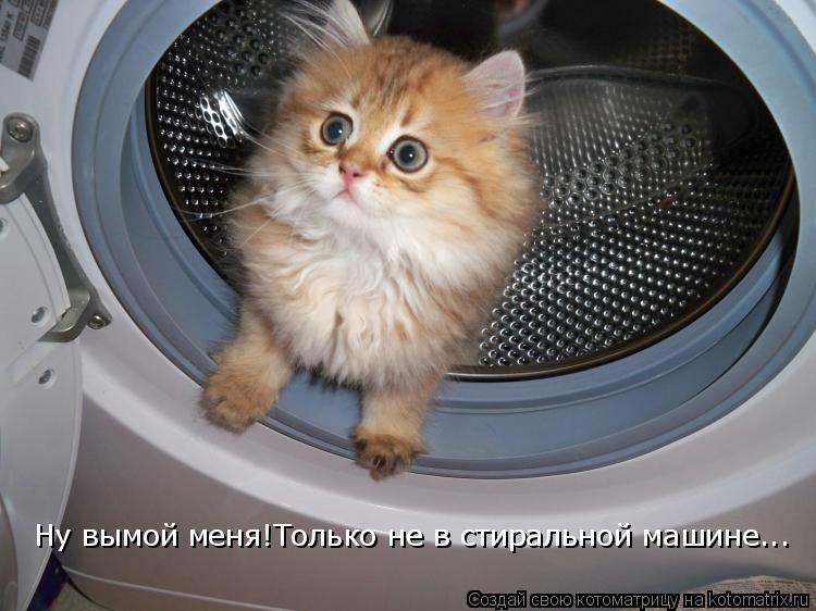 Котоматрица: Ну вымой меня!Только не в стиральной машине...