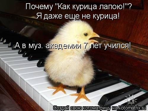 Котоматрица: Почему "Как курица лапою!"? Я даже еще не курица! А в муз. академии 7 лет учился!