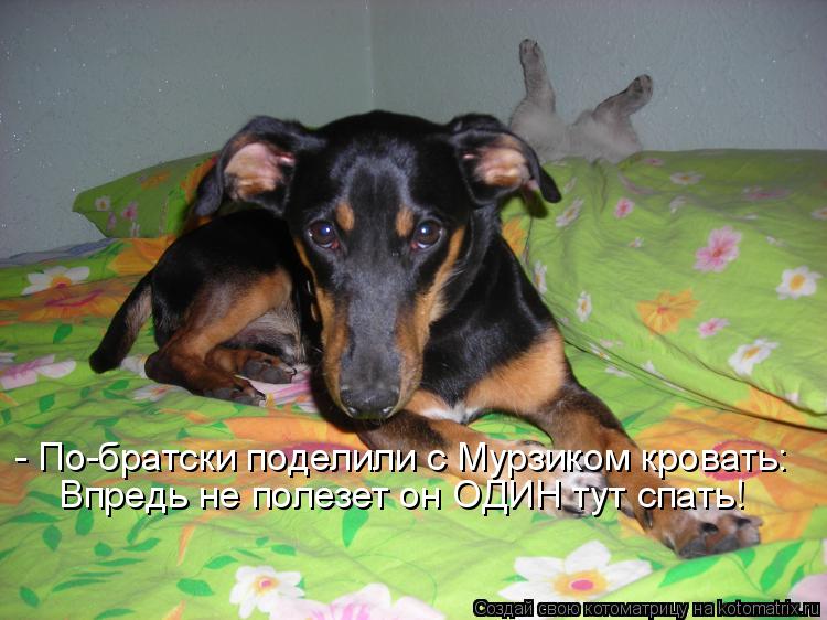 Котоматрица: - По-братски поделили с Мурзиком кровать: Впредь не полезет он ОДИН тут спать!