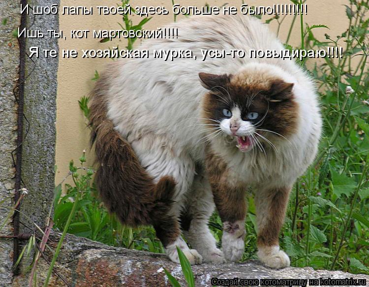 Котоматрица: И шоб лапы твоей здесь больше не было!!!!!!!!!  Ишь ты, кот мартовский!!!! Я те не хозяйская мурка, усы-то повыдираю!!!!