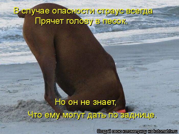 Котоматрица: В случае опасности страус всегда Прячет голову в песок. Но он не знает, Что ему могут дать по заднице.