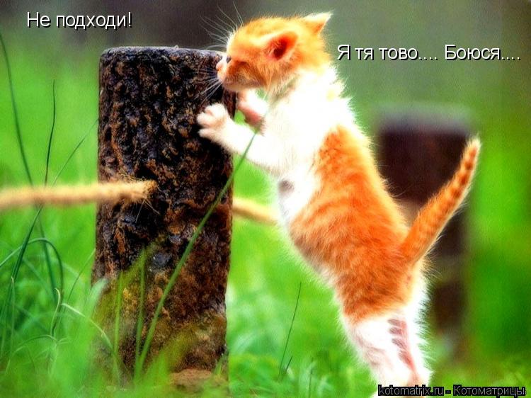 Котоматрица: Не подходи! Я тя тово.... Боюся....