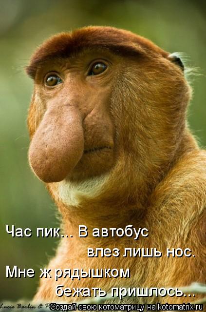 Час пик... В автобус влез лишь нос. Мне ж рядышком бежать пришлось...... Котоматрица: Час пик... В автобус влез лишь нос. Мне ж рядышком бежать пришлось...