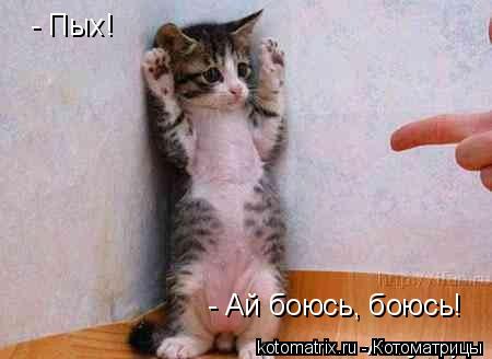 Котоматрица: - Пых! - Ай боюсь, боюсь!