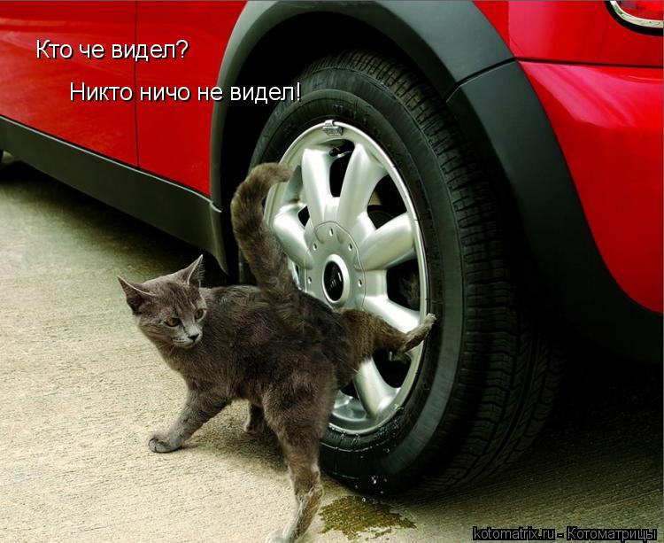 Котоматрица: Кто че видел? Никто ничо не видел!