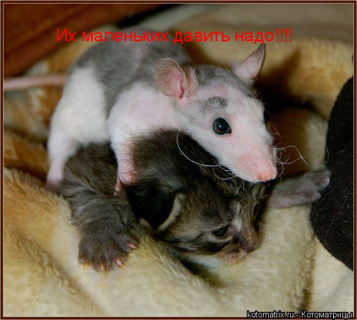 Котоматрица: Их маленьких давить надо!!!!
