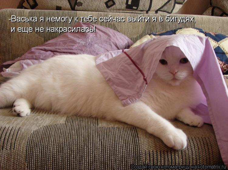 Котоматрица: -Васька я немогу к тебе сейчас выйти я в бигудях, и еще не накрасилась!