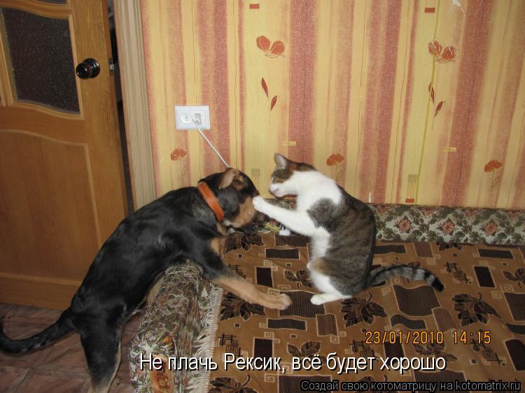 Котоматрица: Не плачь Рексик, всё будет хорошо