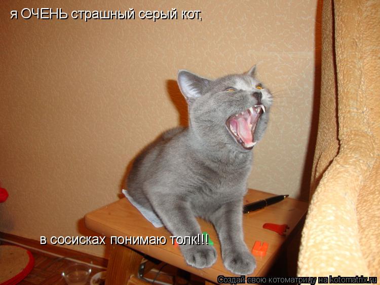 Котоматрица: я ОЧЕНЬ страшный серый кот, в сосисках понимаю толк!!!