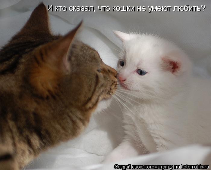 Котоматрица: И кто сказал, что кошки не умеют любить?