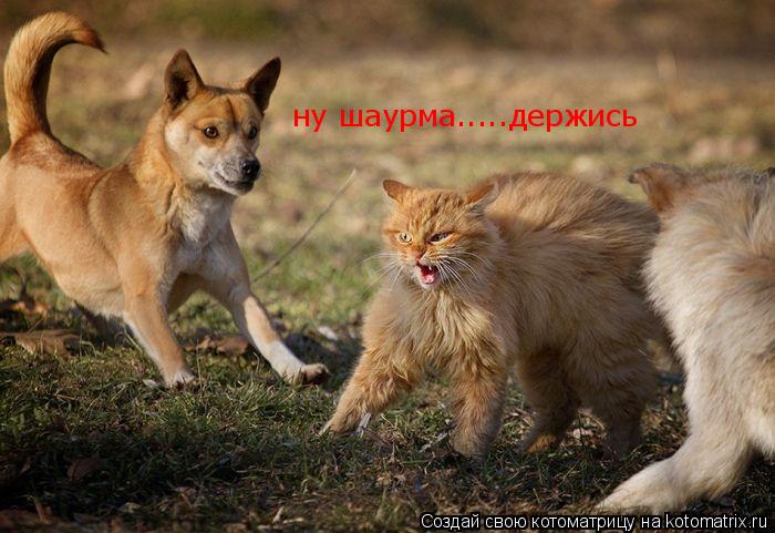 ну шаурма.....держись... Котоматрица: ну шаурма.....держись