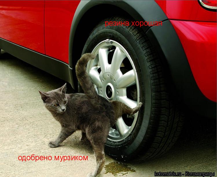 резина хорошая одобрено мурзиком... Котоматрица: резина хорошая одобрено мурзиком