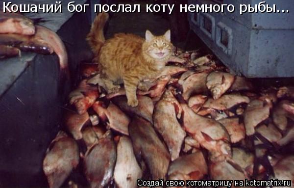 Кошачий бог послал коту немного рыбы...... Котоматрица: Кошачий бог послал коту немного рыбы...