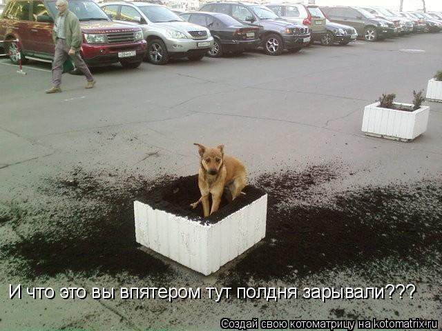 И что это вы впятером тут полдня зарывали???... Котоматрица: И что это вы впятером тут полдня зарывали???