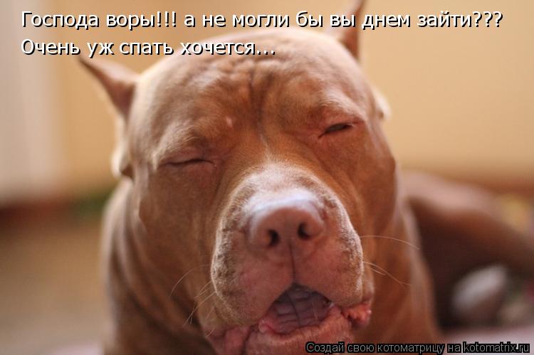 Господа воры!!! а не могли бы вы днем зайти??? Очень уж спать хочется...... Котоматрица: Господа воры!!! а не могли бы вы днем зайти??? Очень уж спать хочется...