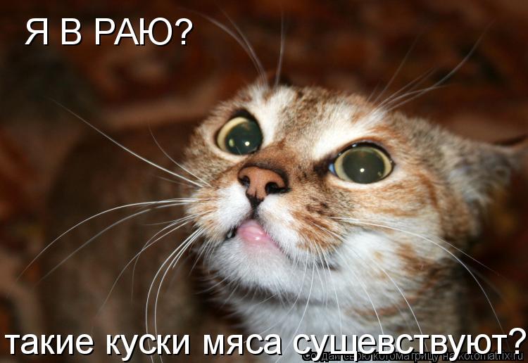 Я В РАЮ? такие куски мяса сущевствуют?... Котоматрица: Я В РАЮ? такие куски мяса сущевствуют?