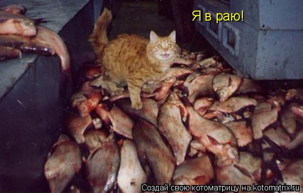 Я в раю!... Котоматрица: Я в раю!