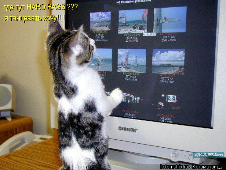 где тут HARD BASS ??? я танцевать хочу!!!!... Котоматрица: где тут HARD BASS ??? я танцевать хочу!!!!
