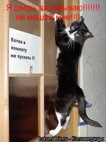 Я дверь взламываю!!!!!!! не мешай мне!!!!... Котоматрица: Я дверь взламываю!!!!!!! не мешай мне!!!!