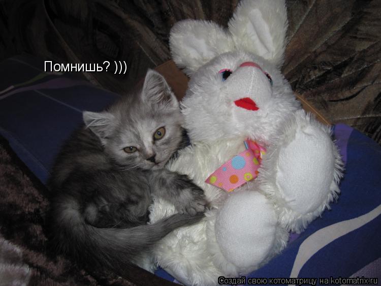Помнишь? )))... Котоматрица: Помнишь? )))